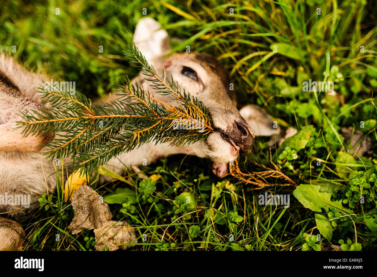 A shot roe deer in woods of Brandenburg Herzberg (Mark), on Novemberr 06, 2014 in Germany. Photo: picture alliance/Robert Schlesinger Stock Photo