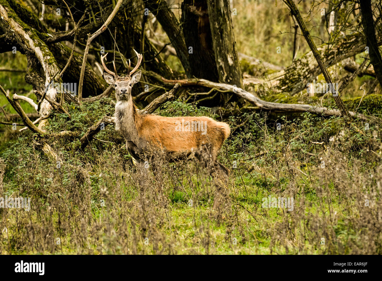 A deer on a field on November 06, 2014 in Brandenburg Herzberg (Mark) , Germany. Photo: picture alliance / Robert Schlesinger Stock Photo