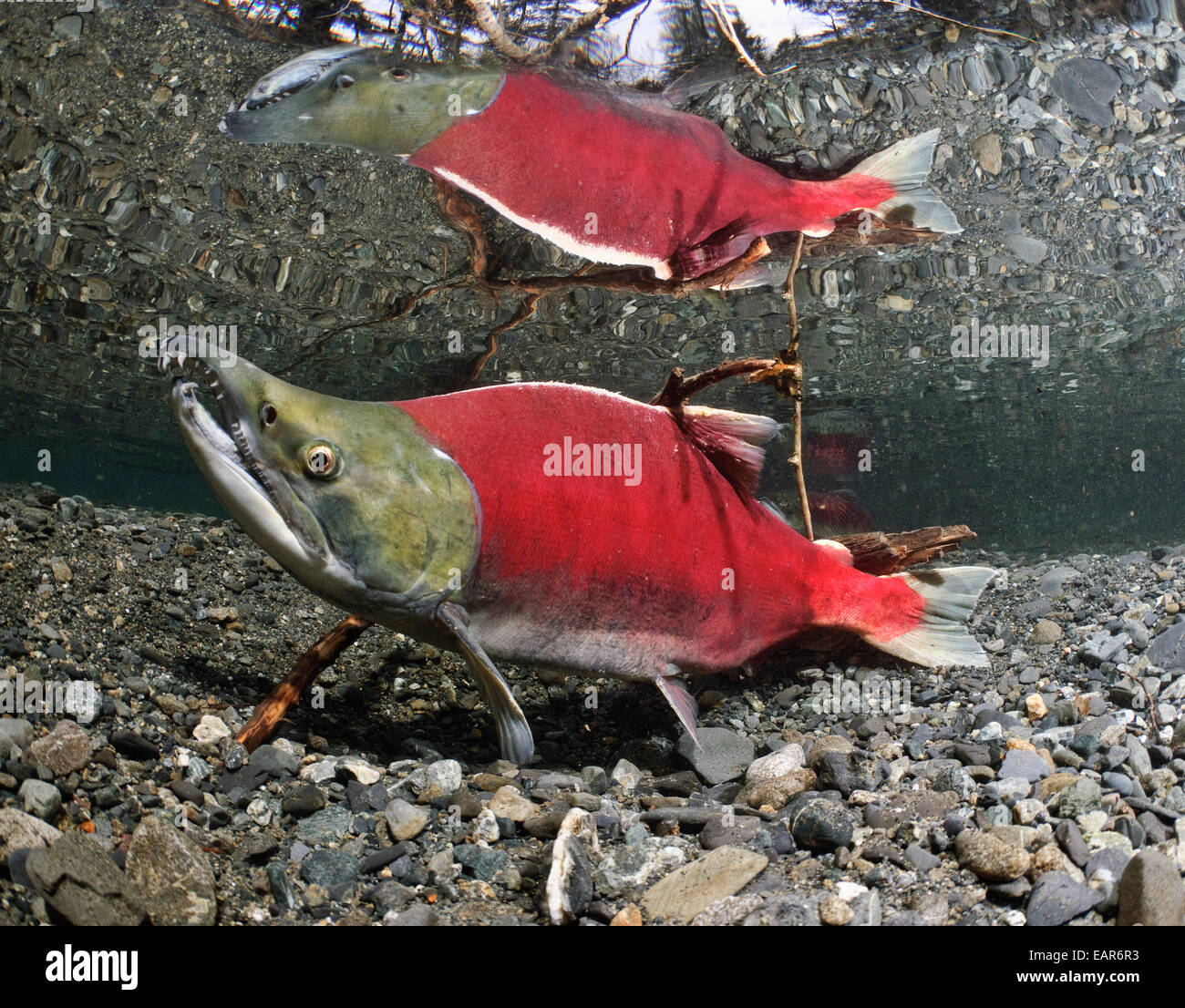 Male Sockeye Salmon On Spawning Grounds, Power Creek, Copper River Delta, Prince William Sound