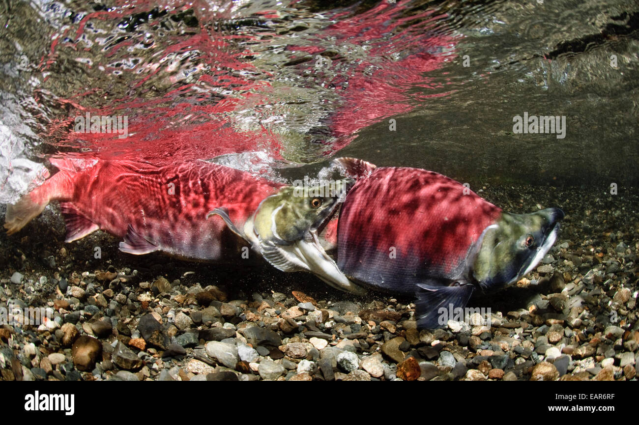 Alaska,Copper River Delta,Sockeye Salmon Stock Photo Alamy