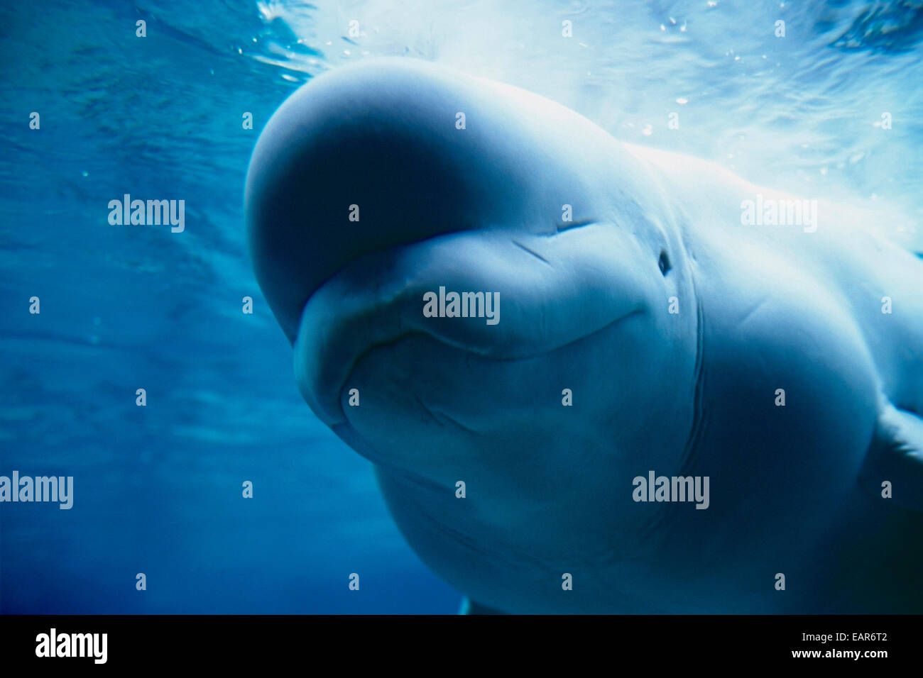 Underwater,Close Up,Beluga Whale Stock Photo