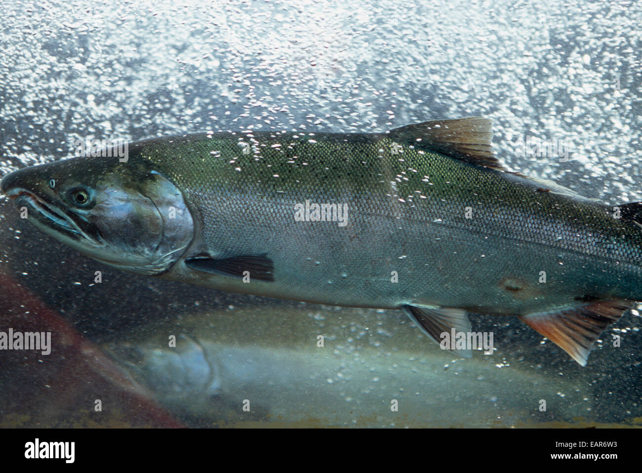 Closeup Of Coho Or Silver Salmon Underwater Dipac Hatchery, Juneau