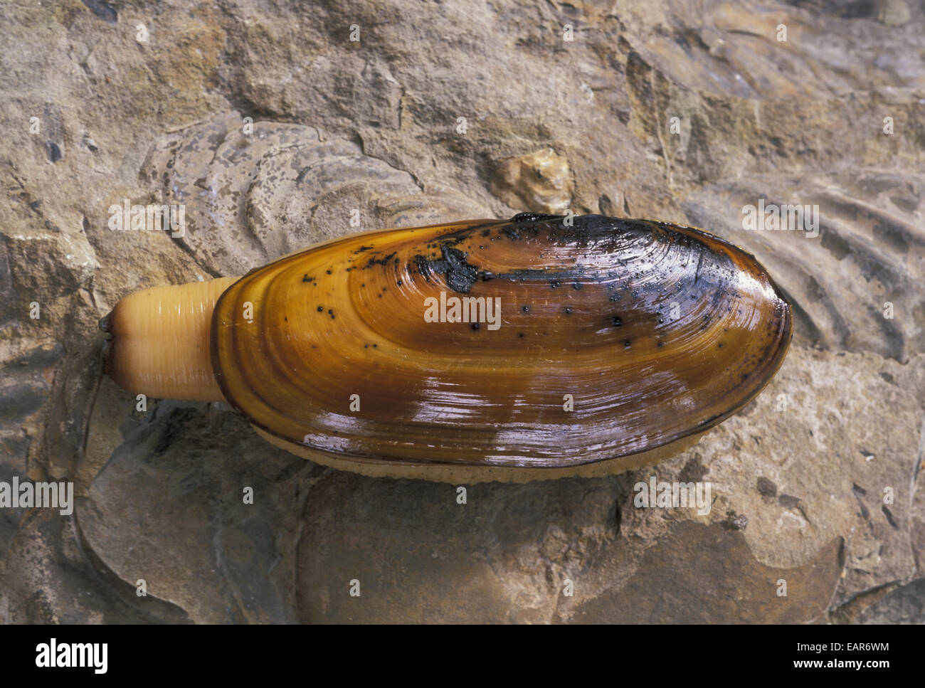 Clam Gulch: Where The Wild Things Are (and The Clams Are Delicious!)