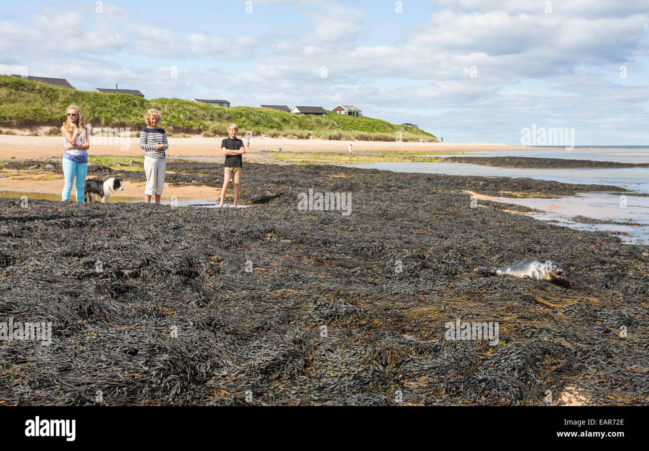 Young common seal on rocks hi-res stock photography and images - Alamy