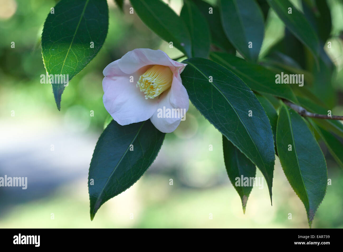 Camellia Sasanqua Stock Photo