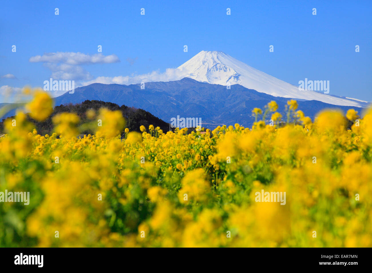 Shizuoka Prefecture, Japan Stock Photo Alamy