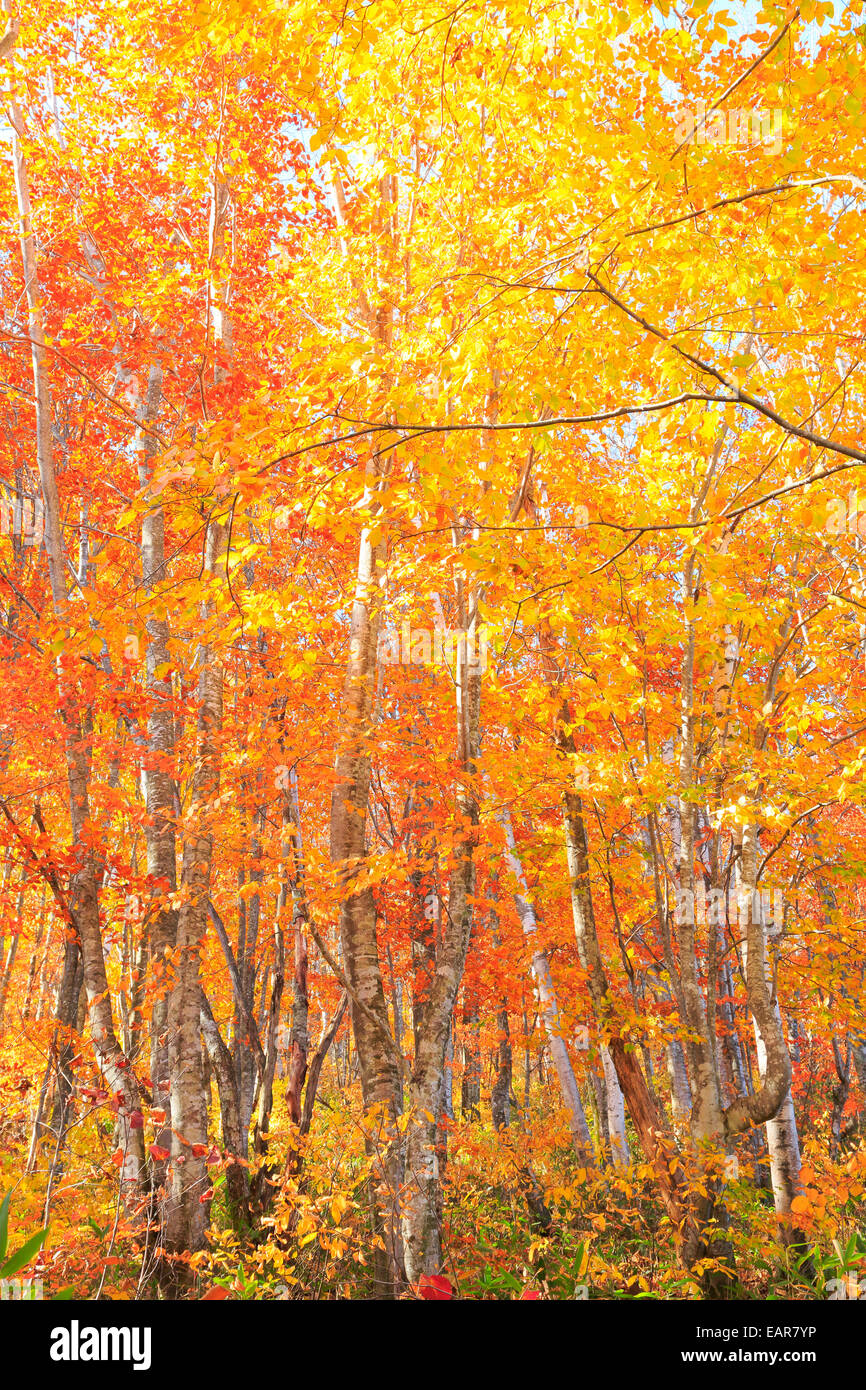 Autumn leaves, Nagano Prefecture, Japan Stock Photo - Alamy