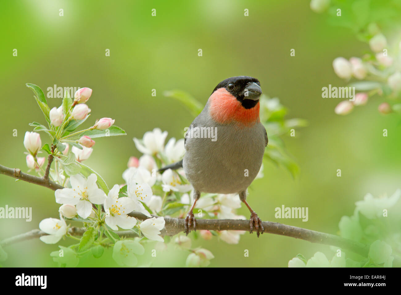 Eurasian Bullfinch Stock Photo