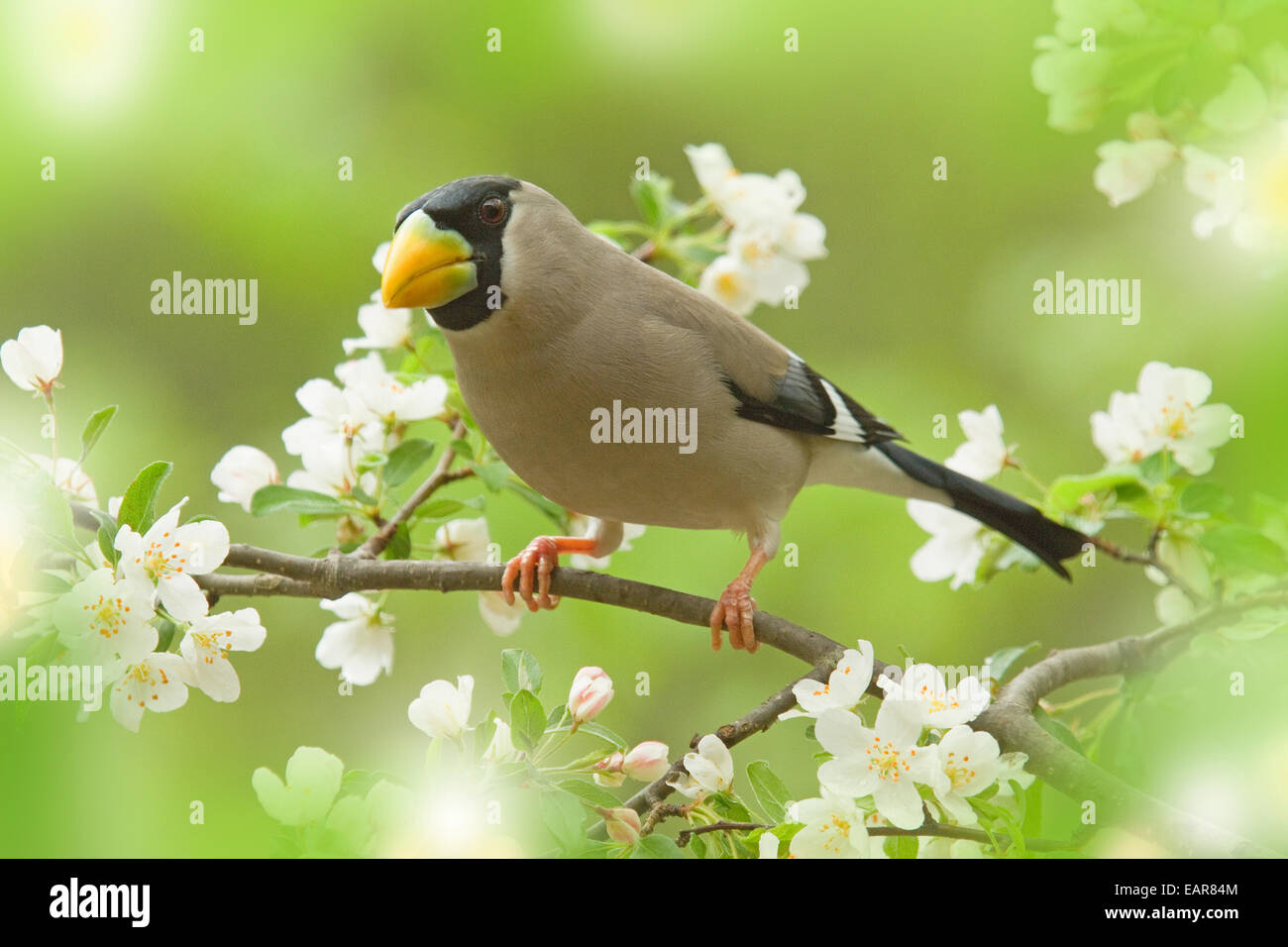 Siebold Crabapple Stock Photo