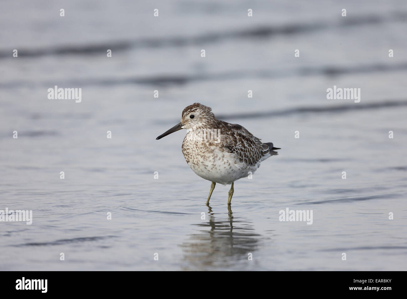 Great Knot Stock Photo