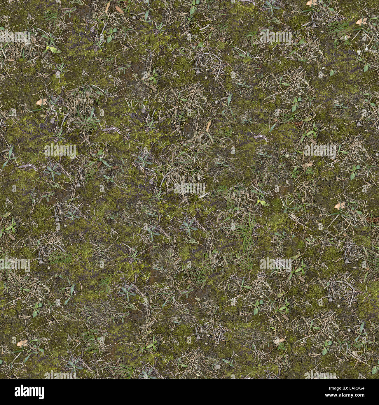 Plant dry ground hi-res stock photography and images - Alamy