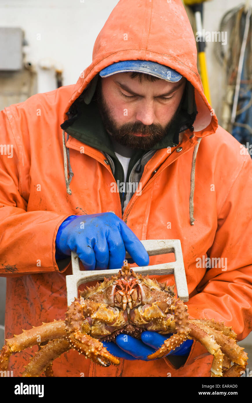 Fisherman,Alaska,Juneau,Golden King Crab Stock Photo Alamy