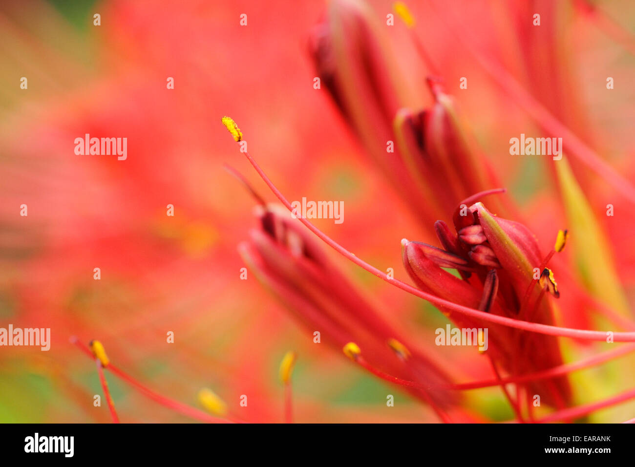 Red spider lily Stock Photo Alamy