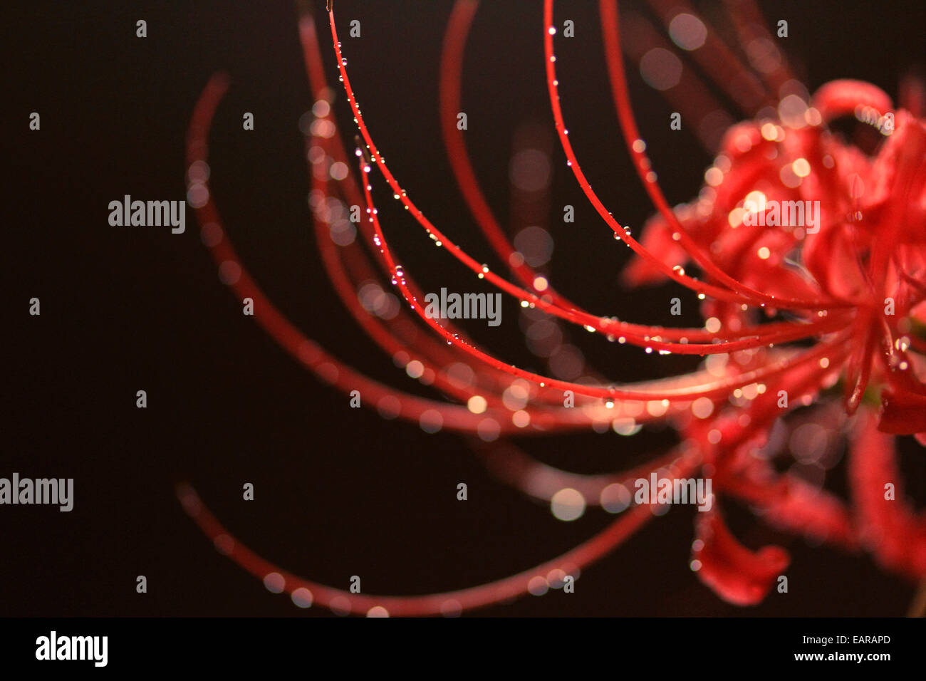 Red Spider Lily Stock Photo Alamy