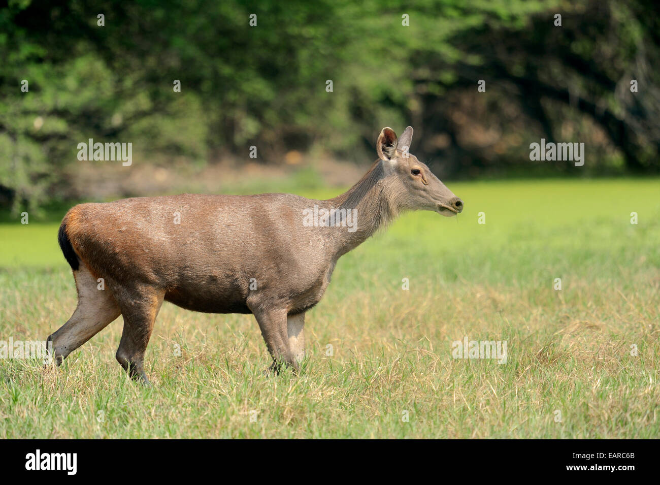 Sambar Or Sambar Deer (Cervus Unicolor), Female, Keoladeo National Park ...