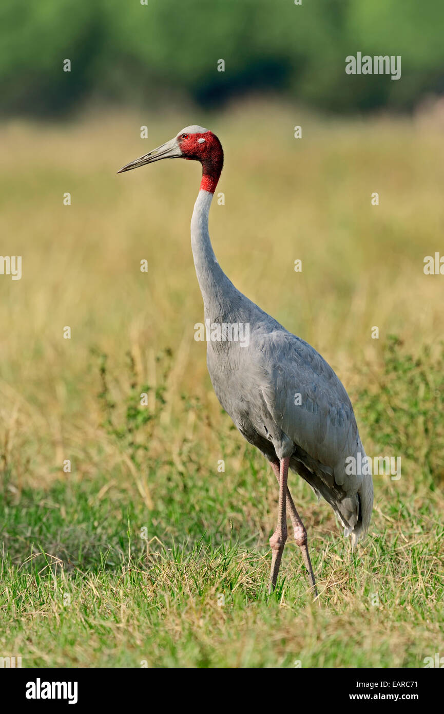 Sarus Crane (Grus antigone), Keoladeo National Park, Bharatpur, Rajasthan, India Stock Photo