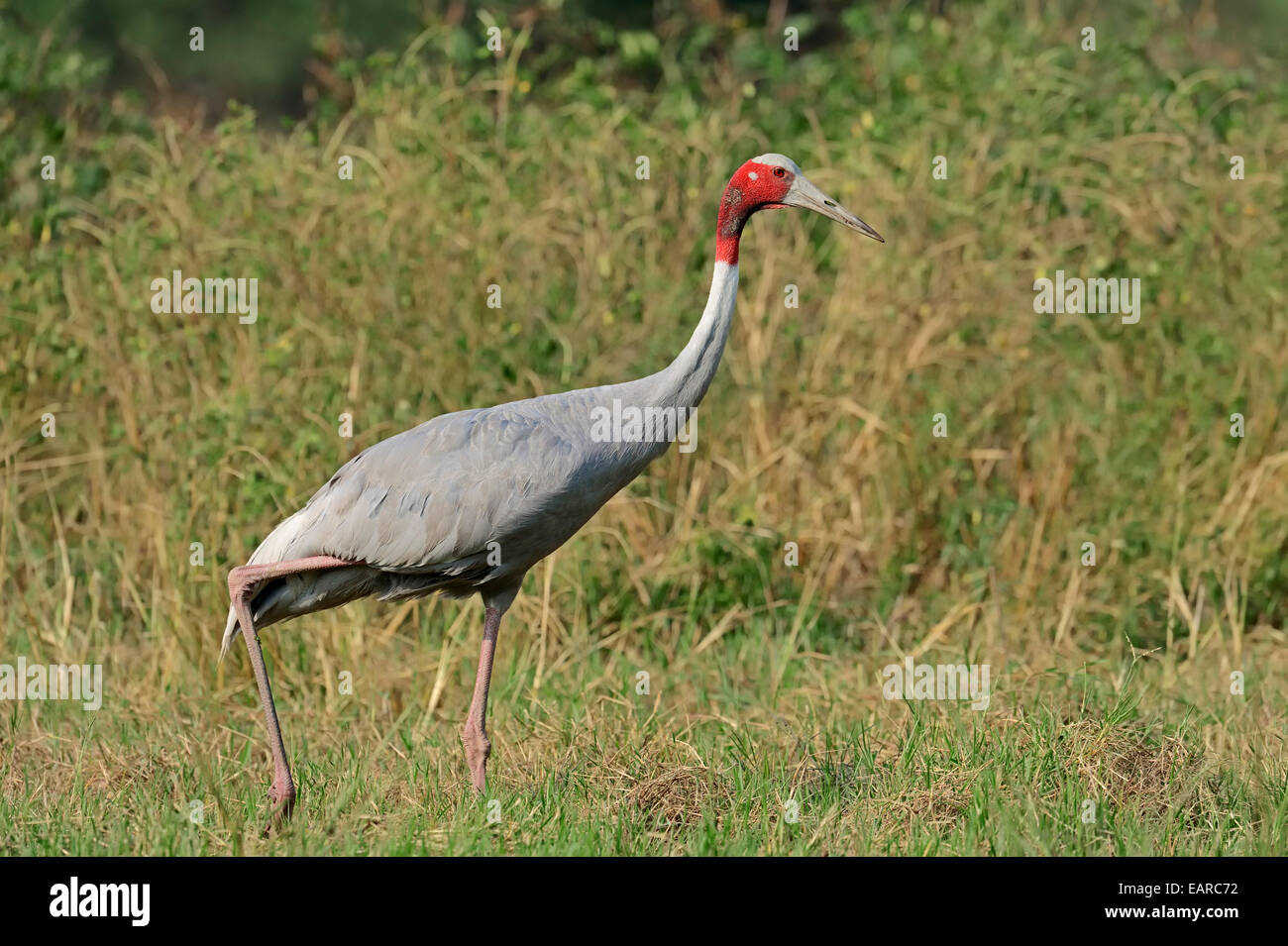 Sarus Crane (Grus antigone), Keoladeo National Park, Bharatpur, Rajasthan, India Stock Photo