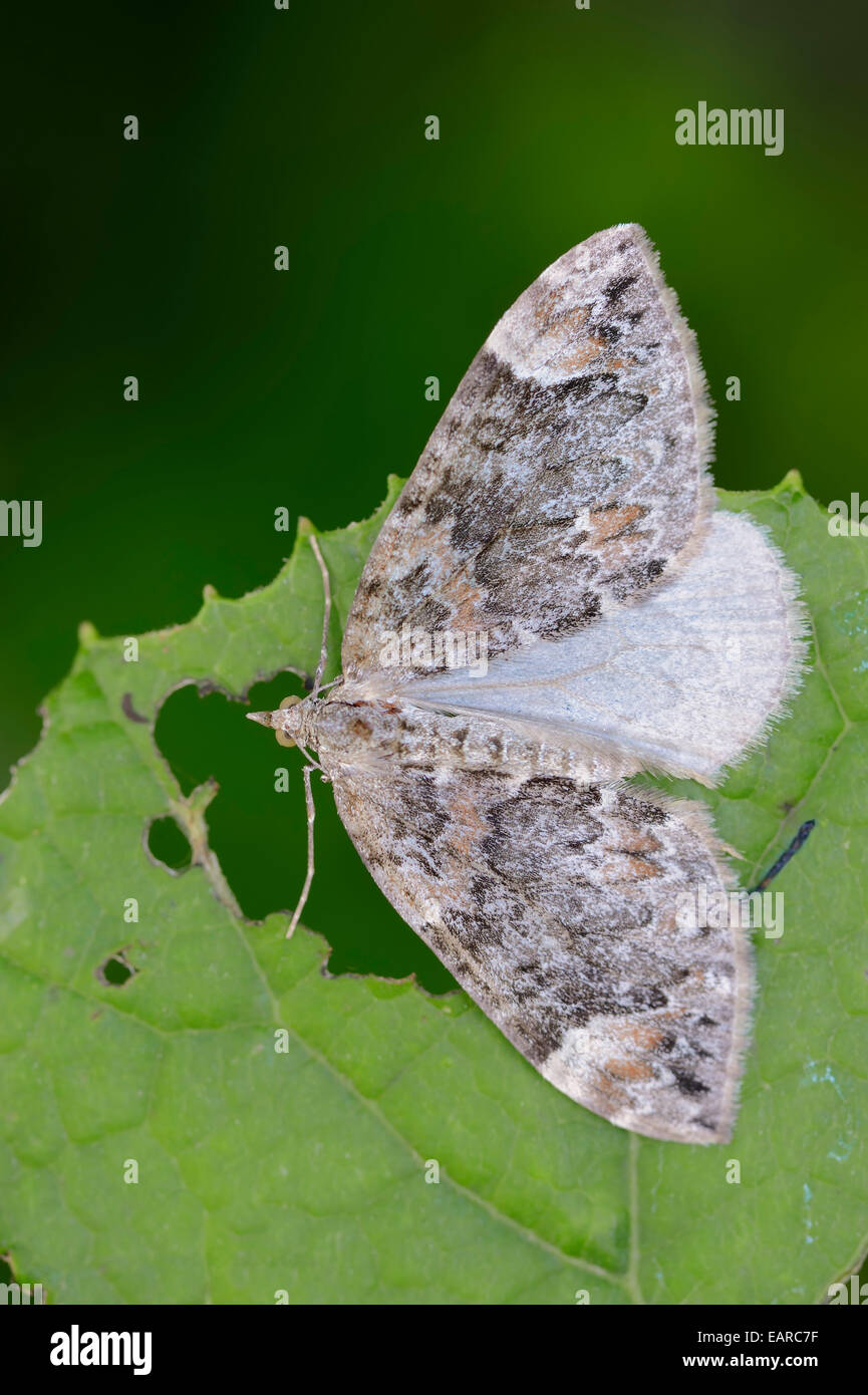 Dark Marbled Carpet (Chloroclysta citrata), North RhineWestphalia