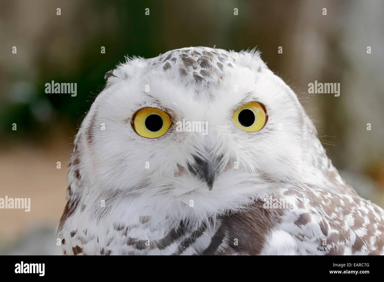 Snowy Owl (Bubo scandiacus Bubo scandiaca, Nyctea scandiaca), female, portrait, captive, Lower Saxony, Germany Stock Photo