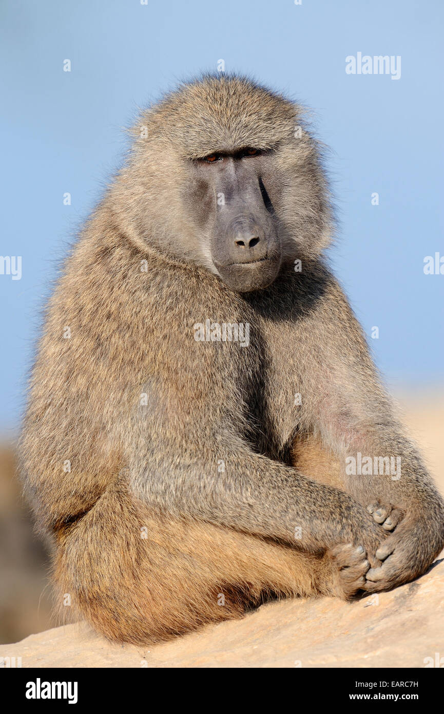 Olive Baboon (Papio anubis), male, native to Africa, captive, The Netherlands Stock Photo