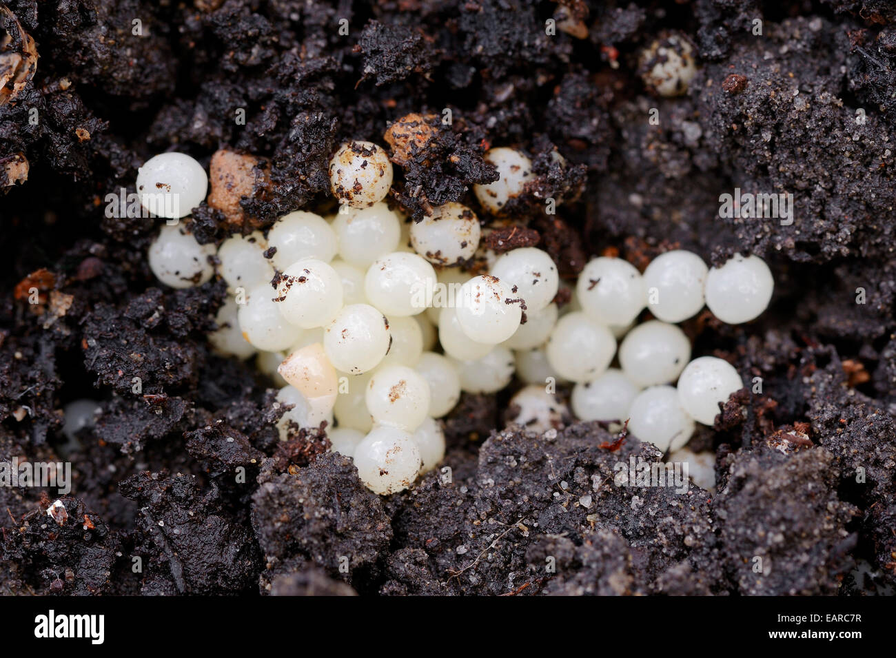 Clutch, eggs of the Portuguese slug (Arion lusitanicus, Arion vulgaris), North Rhine-Westphalia, Germany Stock Photo