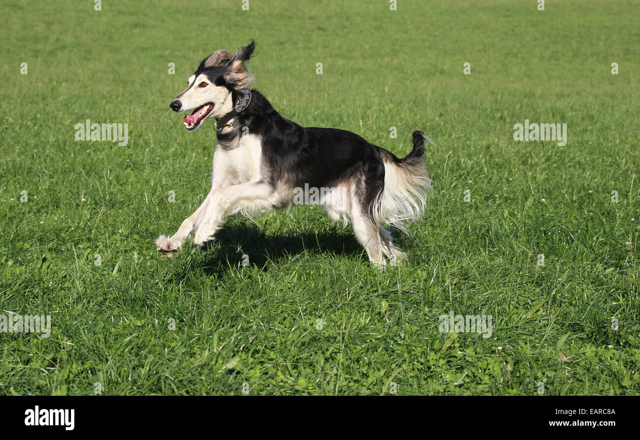 Saluki, Persian Greyhound at full speed, Allgäu, Bavaria, Germany Stock Photo