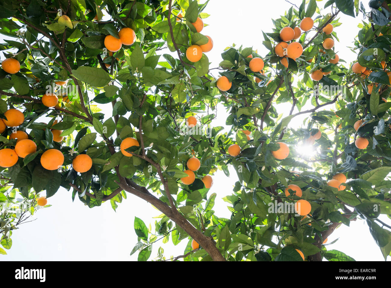 Orange tree and sunshine, Soller, Majorca, Balearic Islands, Spain Stock Photo