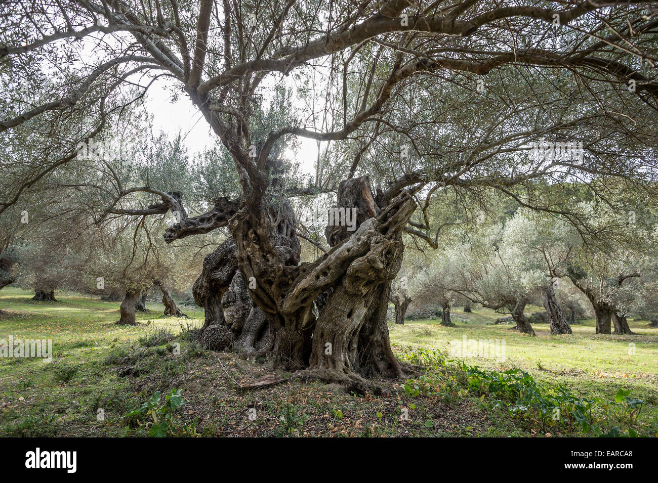 Ancient olive trees (Olea europaea), Banyalbufar, Majorca, Balearic
