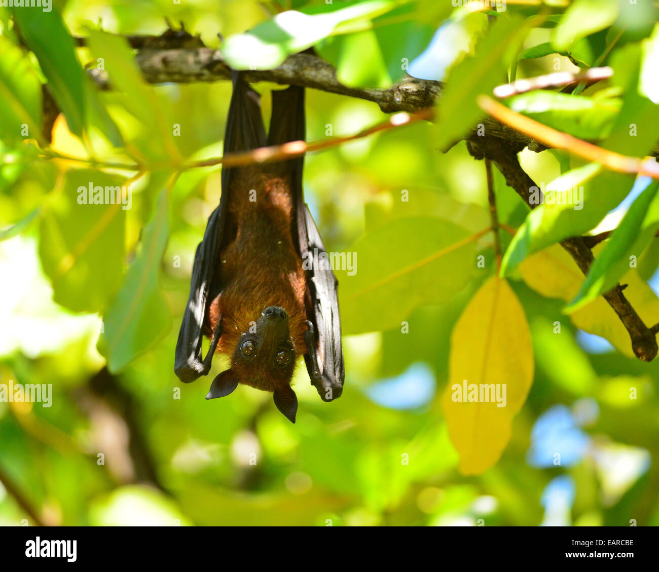 Indian flying fox or Greater Indian Fruit Bat (Pteropus giganteus) hanging from a tree, Ari Atoll, Maldives Stock Photo