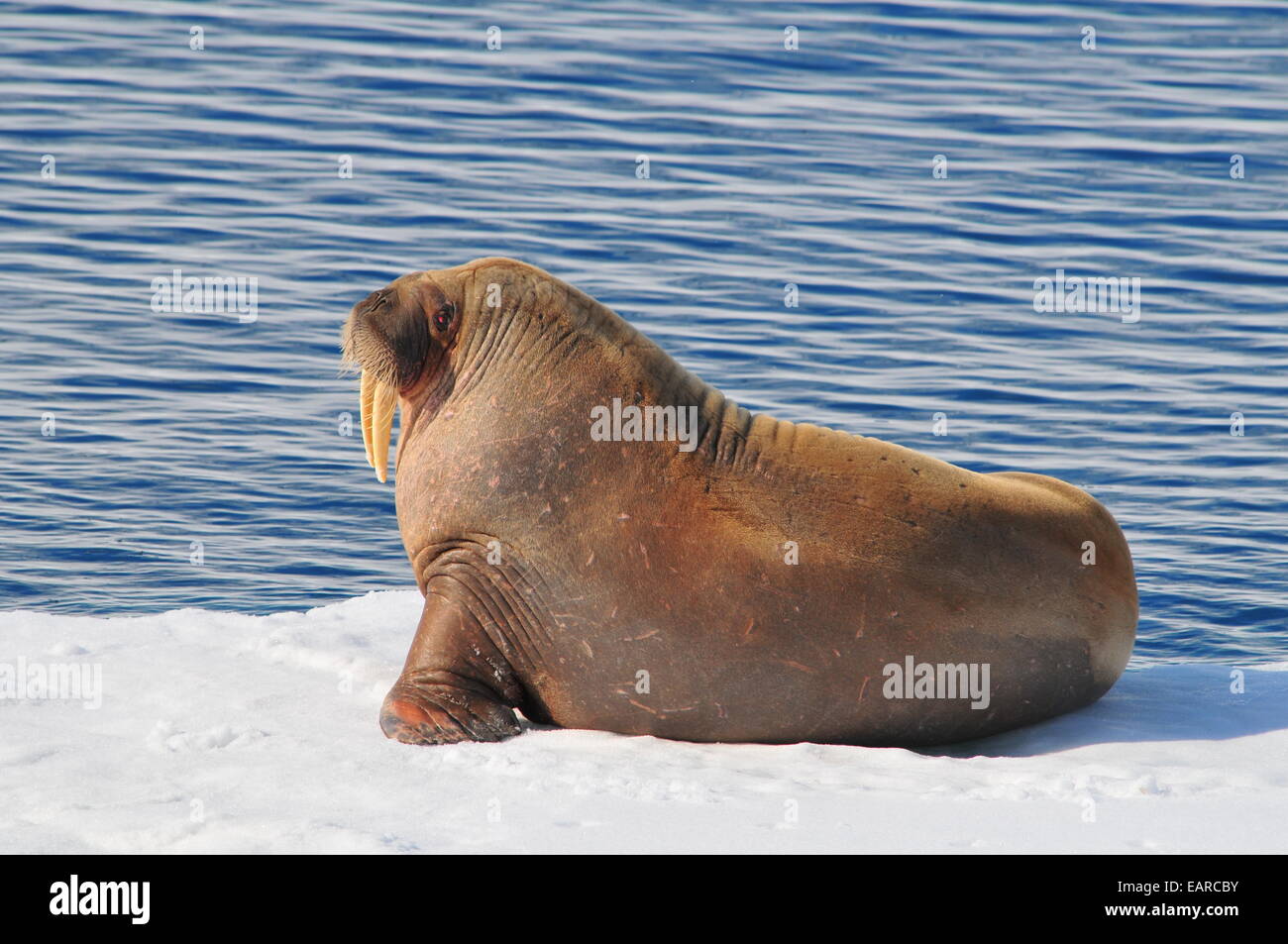 Walrus (Odobenus rosmarus) on ice floe, Spitsbergen Island, Svalbard Archipelago, Svalbard and Jan Mayen, Norway Stock Photo