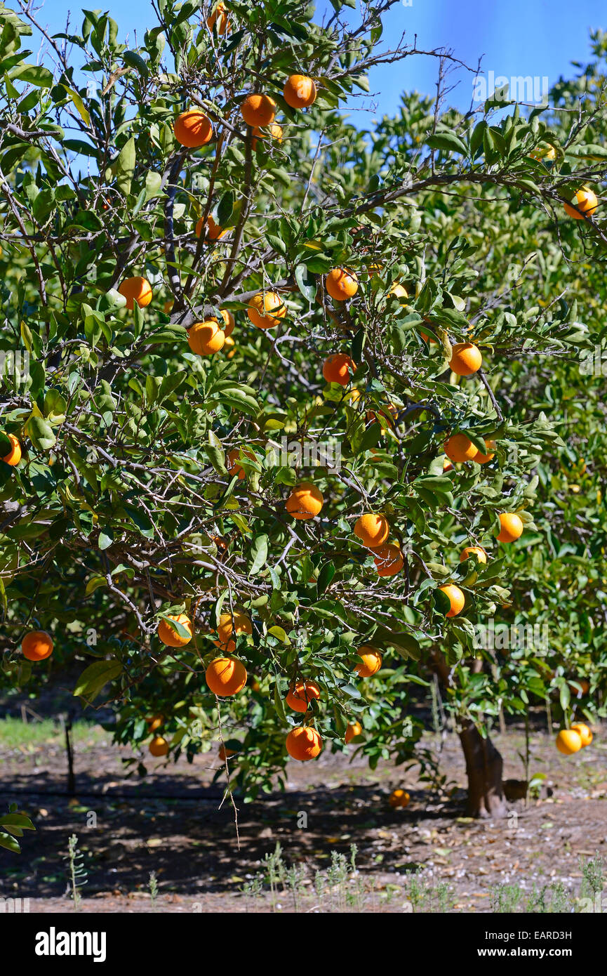 Oranges on trees in a plantation, near Clanwilliam, Western Cape, South