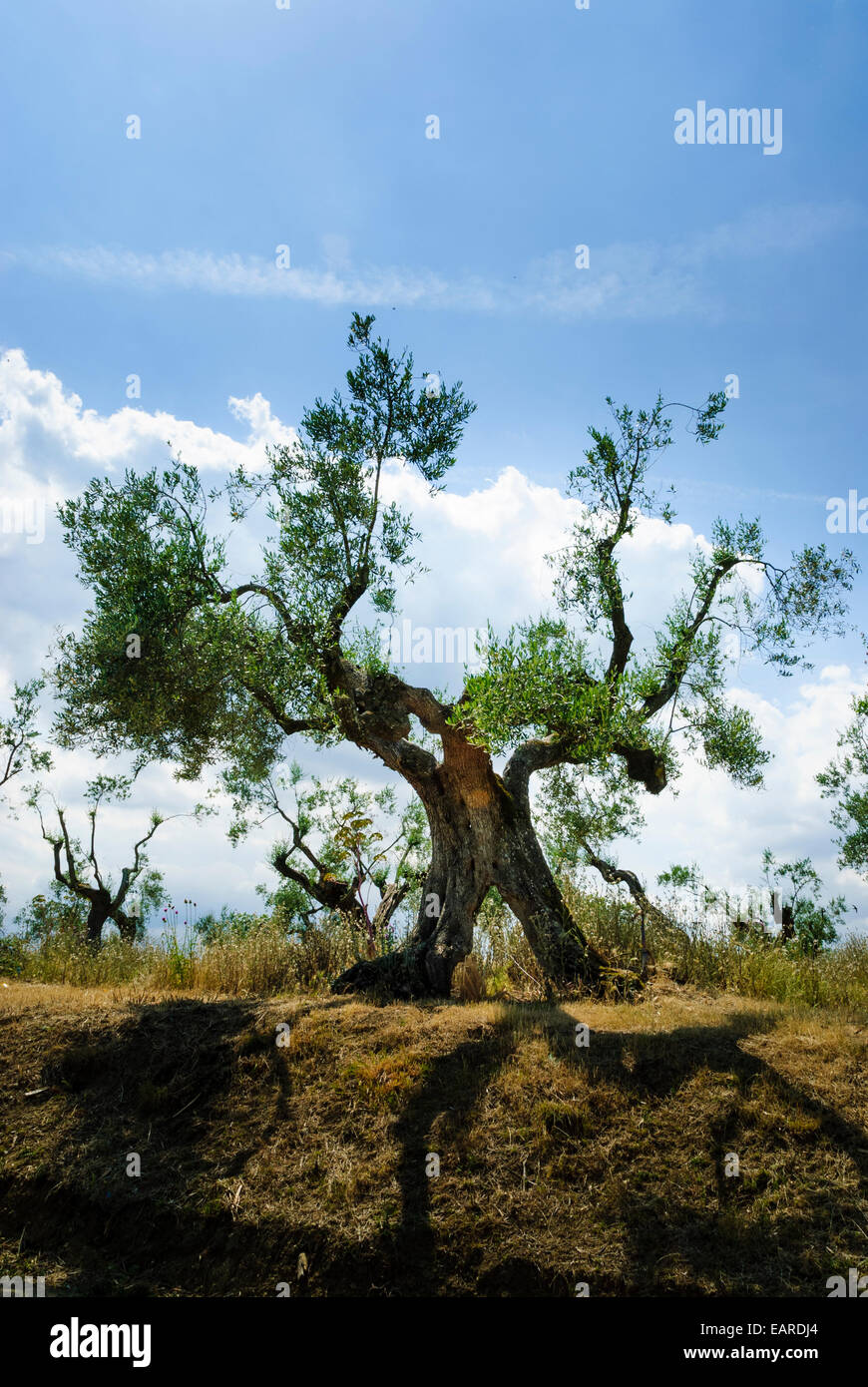 Single old olive tree craggy Stock Photo