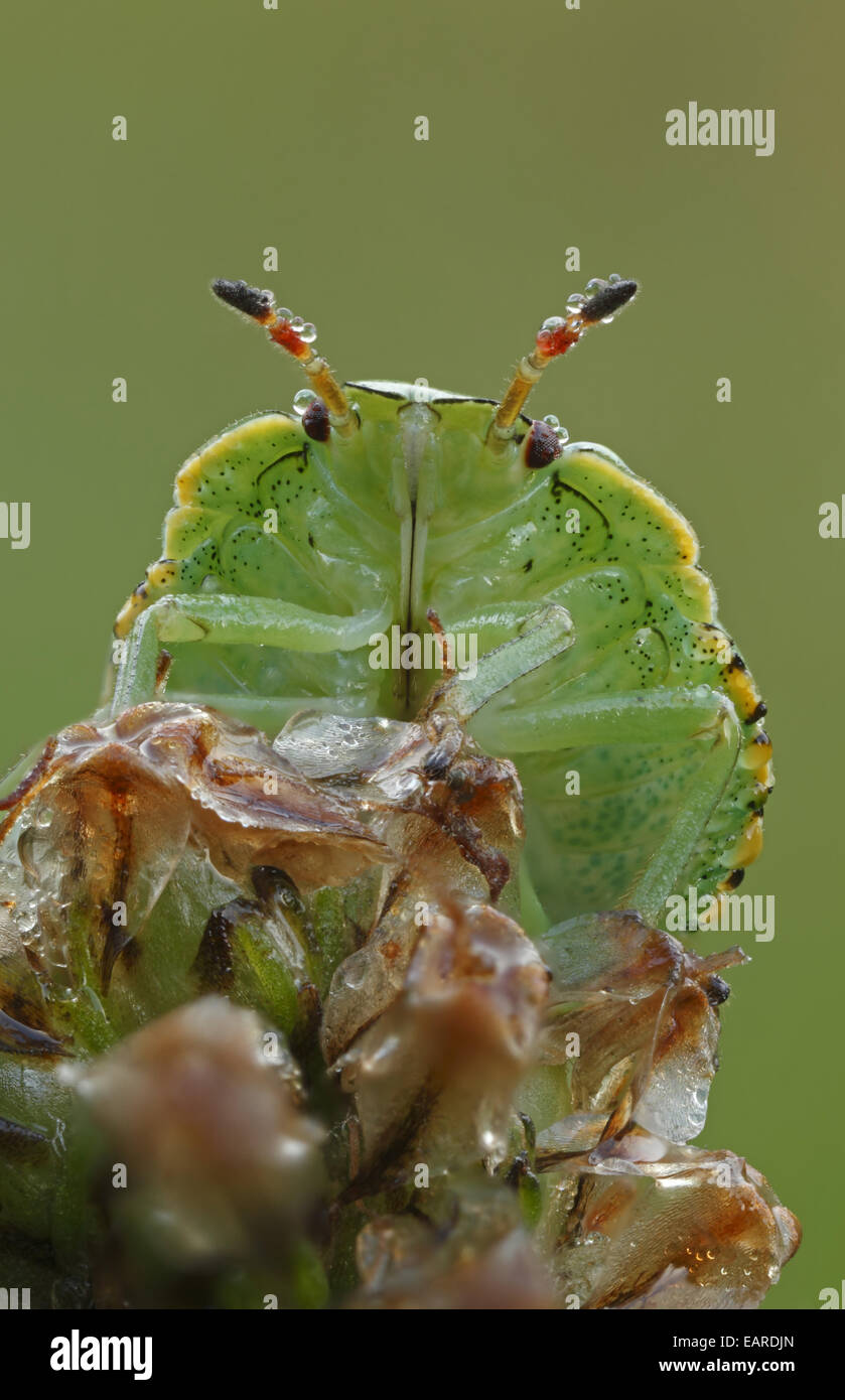 Larva of the Common Green Shieldbug (Palomena prasina), Hesse, Germany Stock Photo
