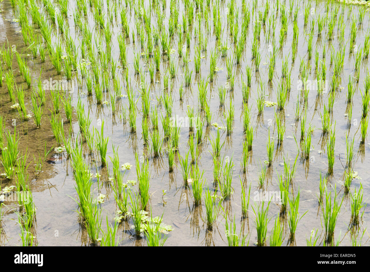 Rice plants in a rice paddy, Tirtagangga, Bali, Indonesia Stock Photo
