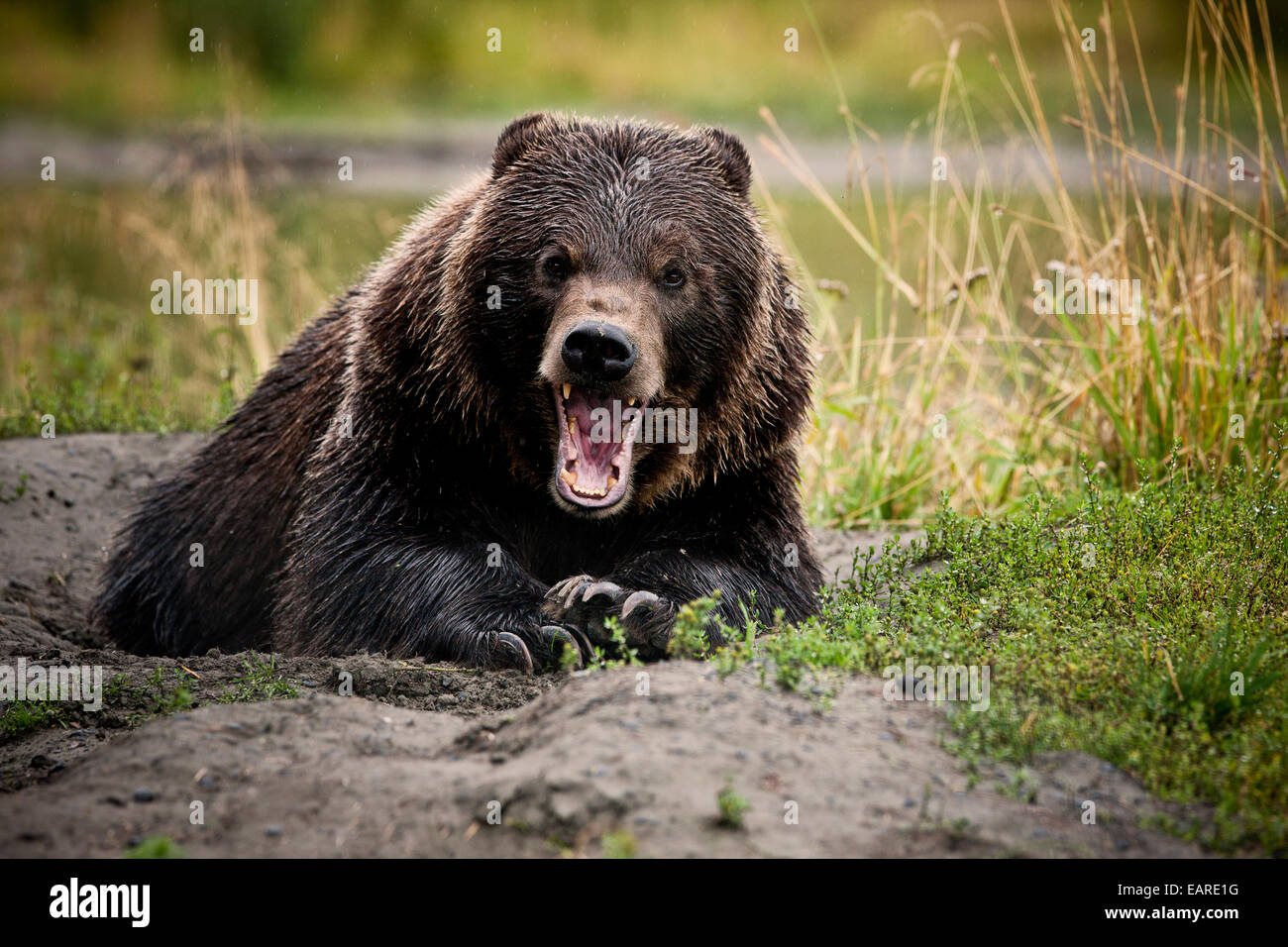 Grizzly Bear (Ursus arctos horribilis) with wide open jaws, threatening gesture, Valdez, Alaska, United States Stock Photo