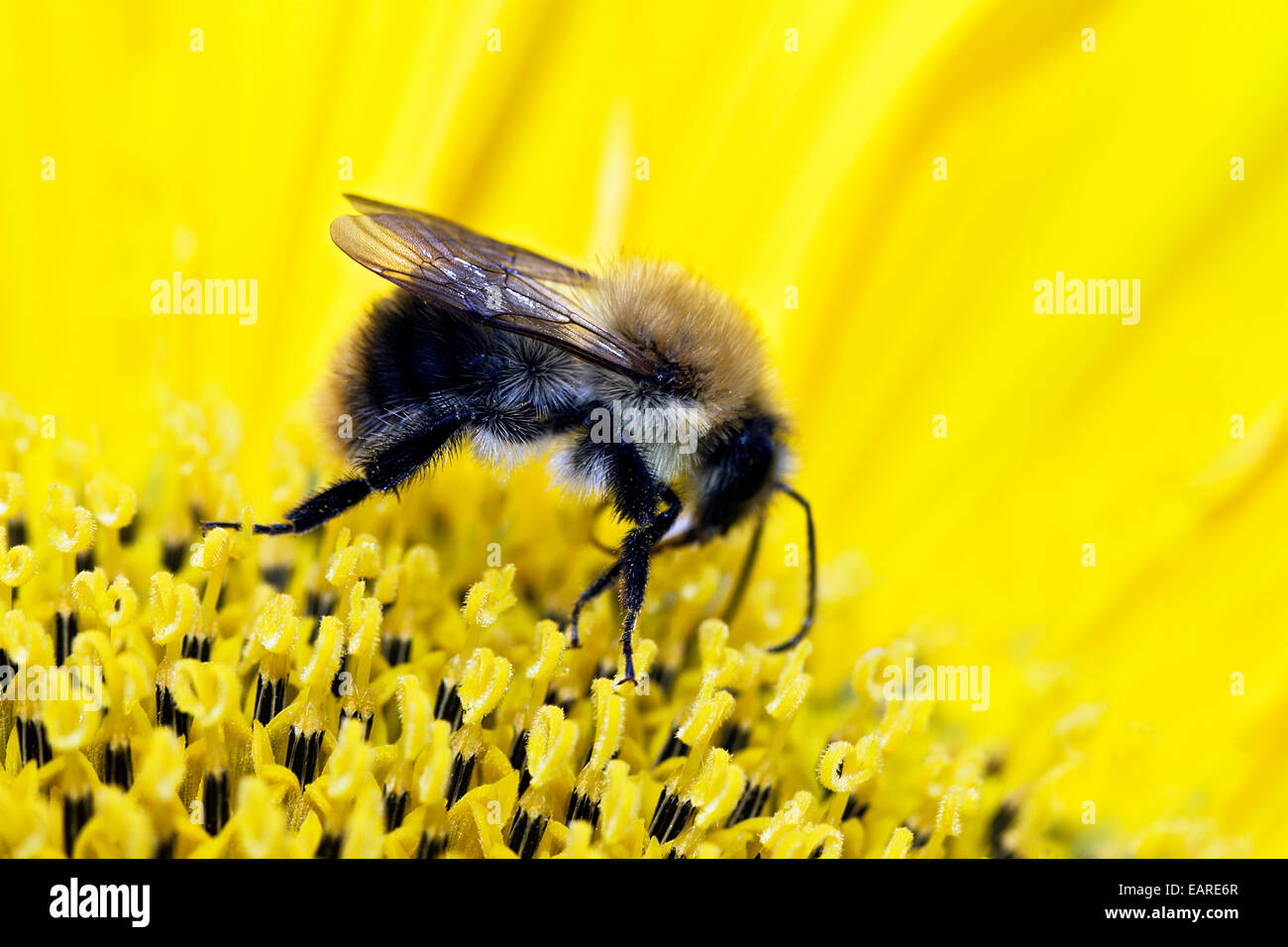Bumblebee (Bombus sp.) collecting nectar and pollen on a sunflower, Berlin, Berlin, Germany Stock Photo