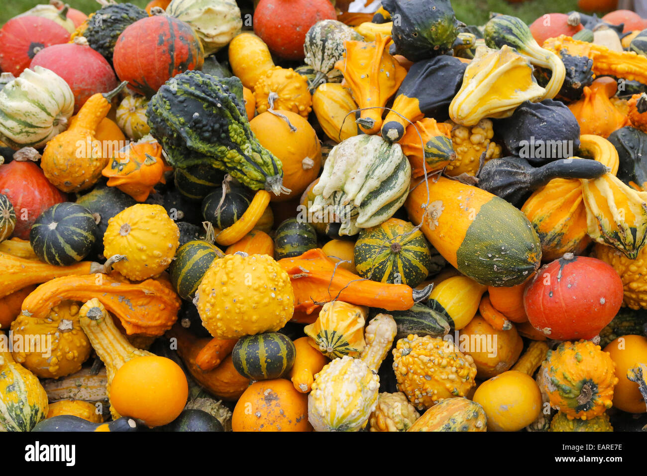 Types of squash hires stock photography and images Alamy
