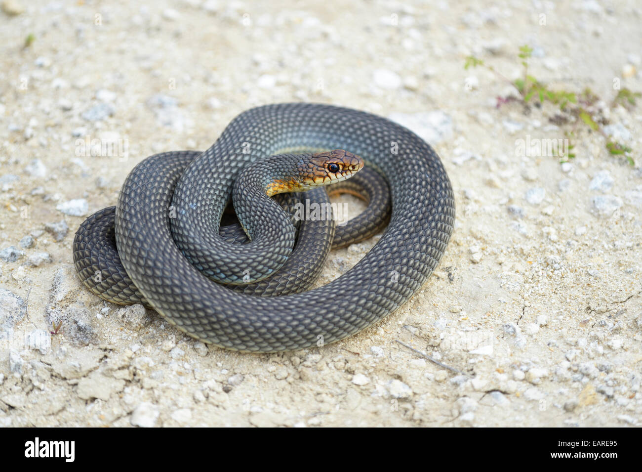 Caspian Whipsnake (Dolichophis caspius), curled up, ready to fight, Pleven region, Bulgaria Stock Photo