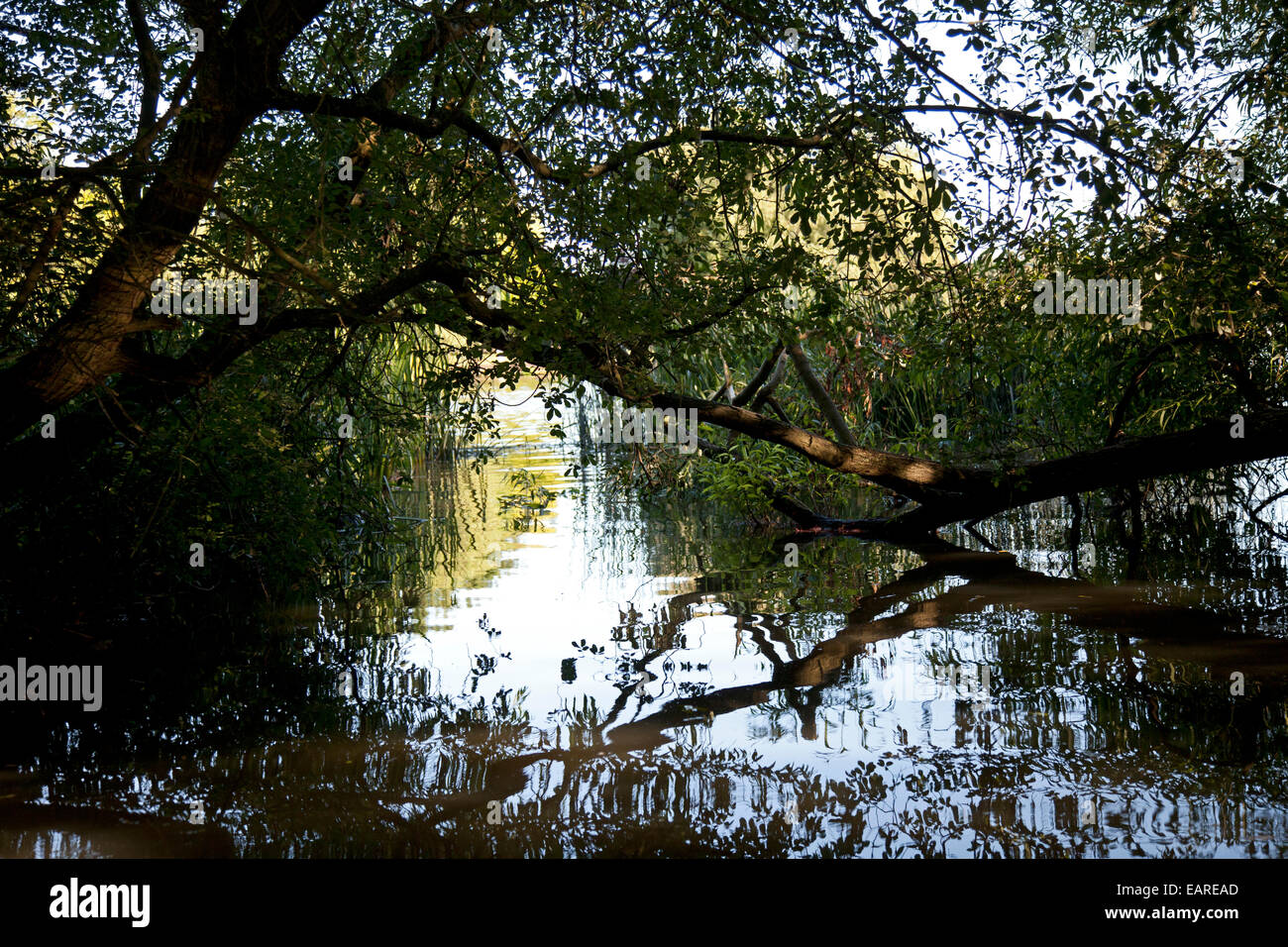 Tree branches hanging over water hi-res stock photography and images ...