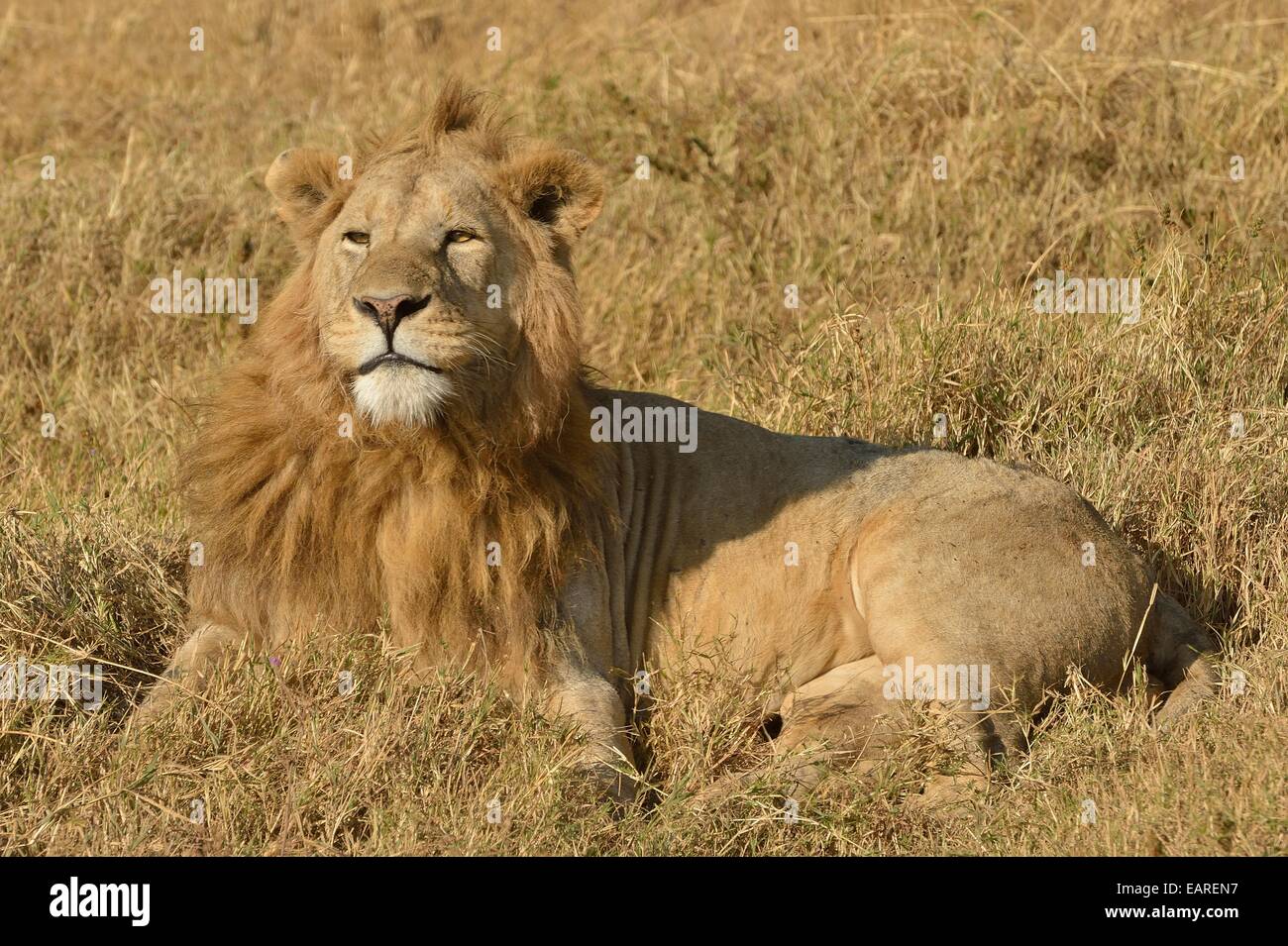 Lion (Panthera leo), with a mane, Ngorongoro, Serengeti, Tanzania Stock Photo