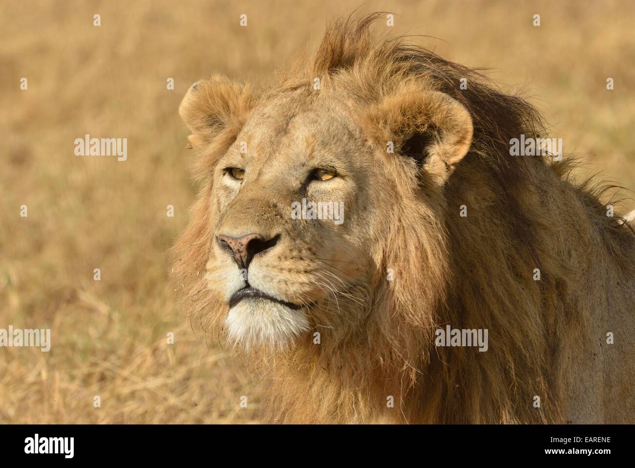 Mane lion hi-res stock photography and images - Alamy