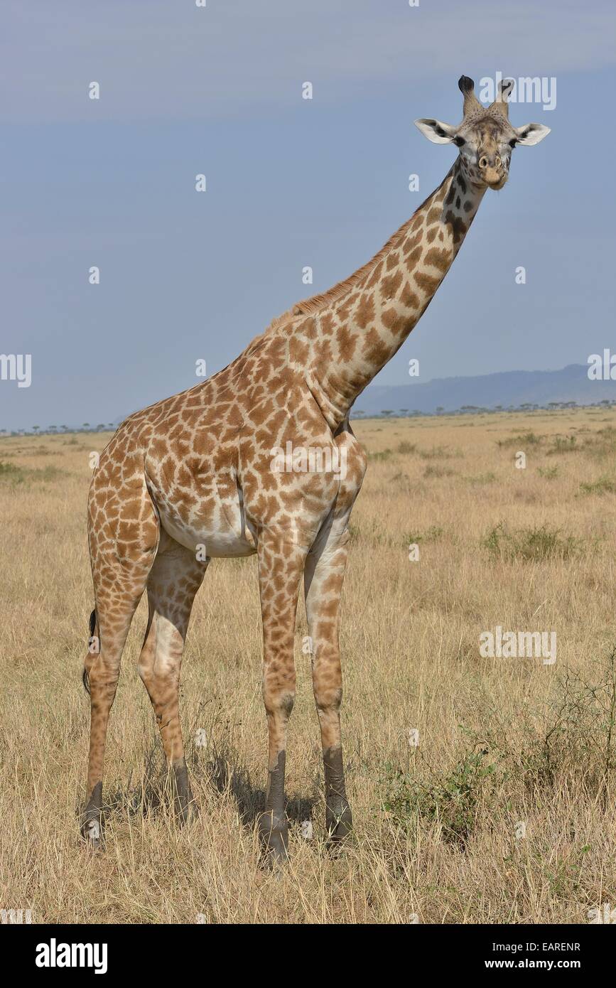 Maasai Giraffe or Kilimanjaro Giraffe (Giraffa camelopardalis tippelskirchi), Massai Mara, Rift Valley Province, Kenya Stock Photo