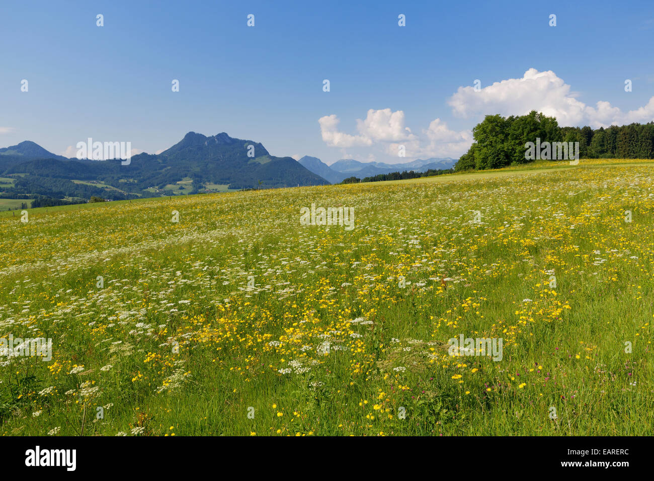 Flower meadow, Samerberg mountain, Wasserwand mountain at the back, Chiemgau, Upper Bavaria, Bavaria, Germany Stock Photo