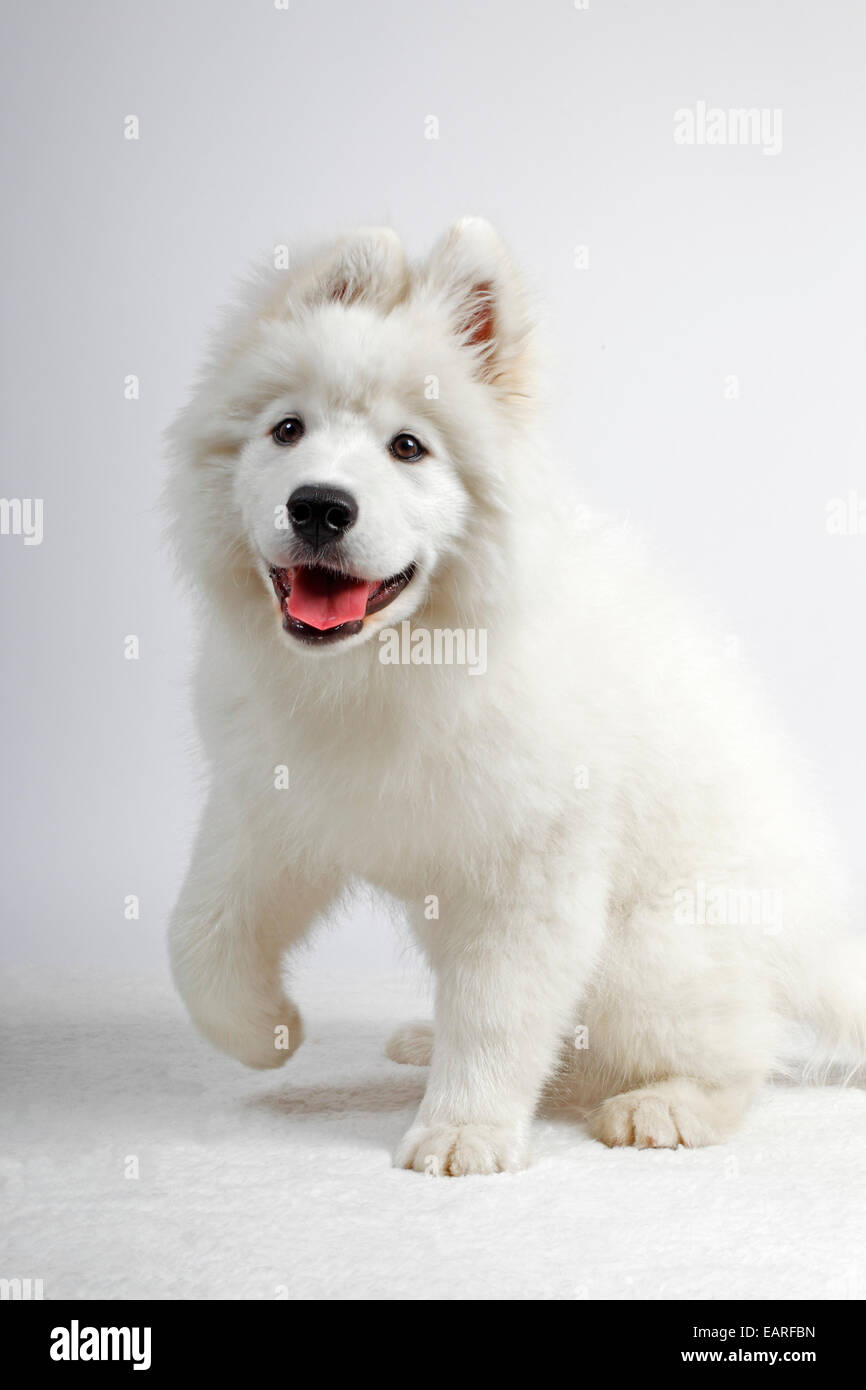 Male puppy hires stock photography and images Alamy