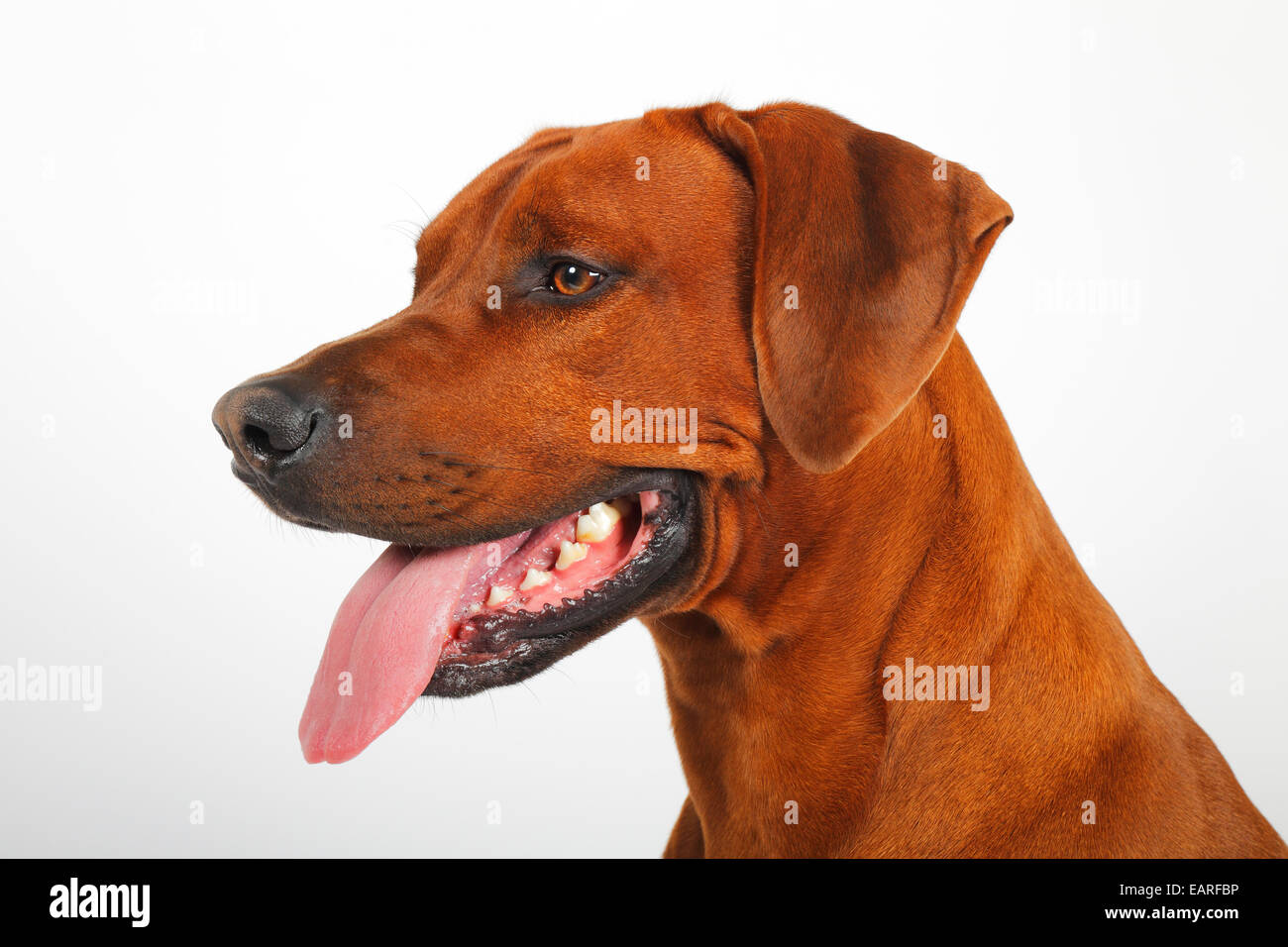 Rhodesian Ridgeback, dog, male, portrait, Germany Stock Photo