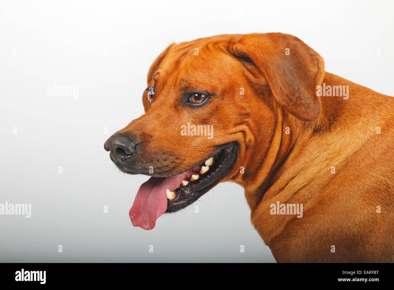 Rhodesian Ridgeback, dog, male, portrait, Germany Stock Photo