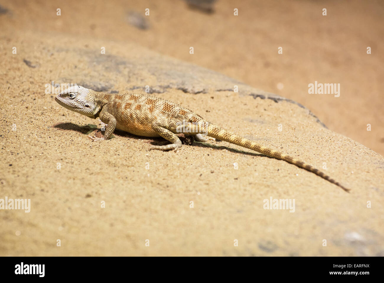 Steppe agama (Trapelus sanguinolentus) in the sand. Animal theme. Stock Photo