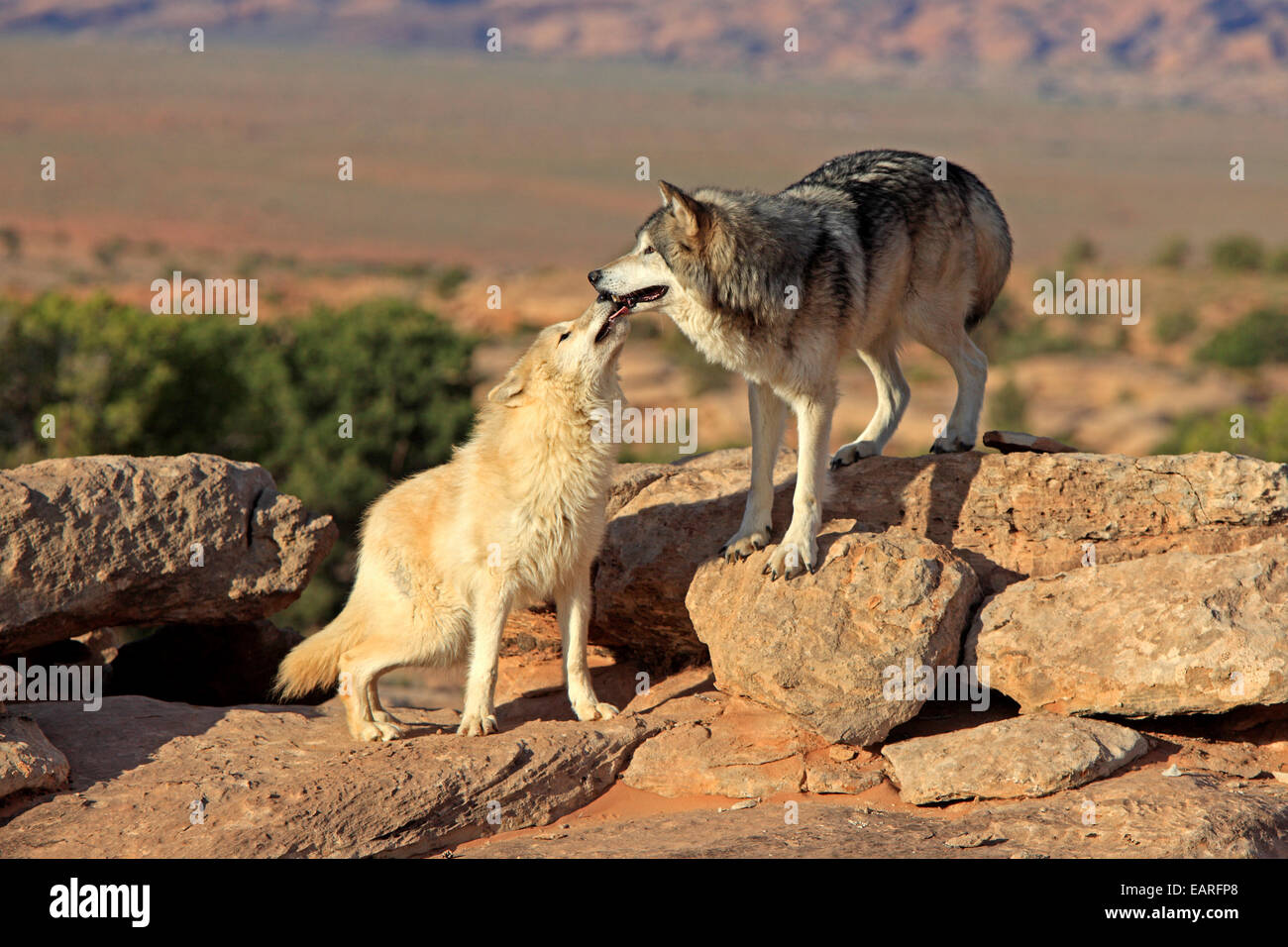 Wolves (Canis lupus), adult, Monument Valley, Utah, United States Stock