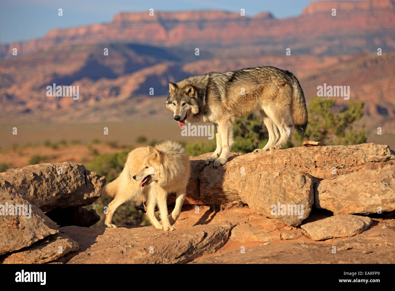 Wolves (Canis lupus), adult, Monument Valley, Utah, United States Stock Photo - Alamy Wolves (Canis lupus), adult, Monument Valley, Utah, United States Stock Photo - Alamy