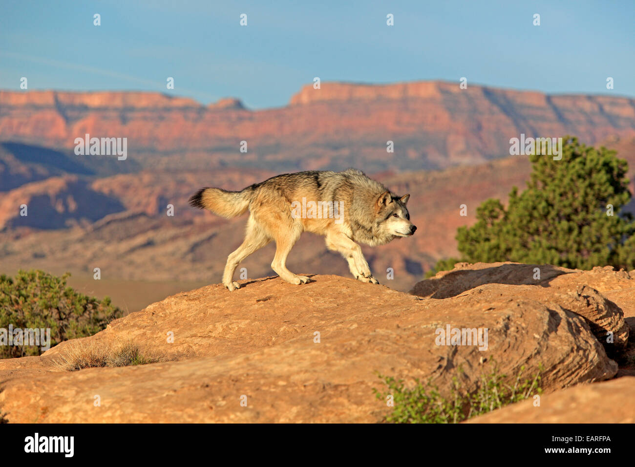 Wolf (Canis lupus), adult, Monument Valley, Utah, United States Stock